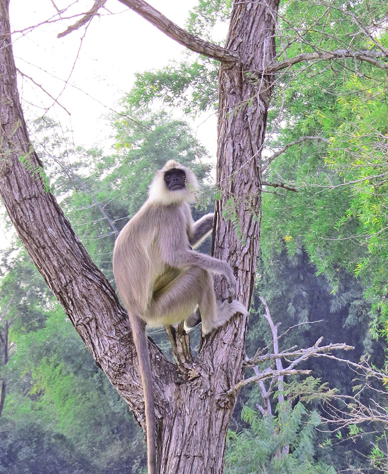 tamil nadu monkey